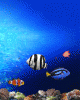 anim176220mobildesign.atw.hu_0205.gif
